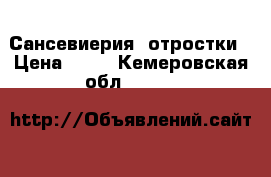 Сансевиерия  отростки › Цена ­ 50 - Кемеровская обл.  »    